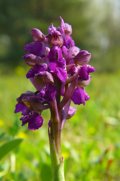 Orchis morio